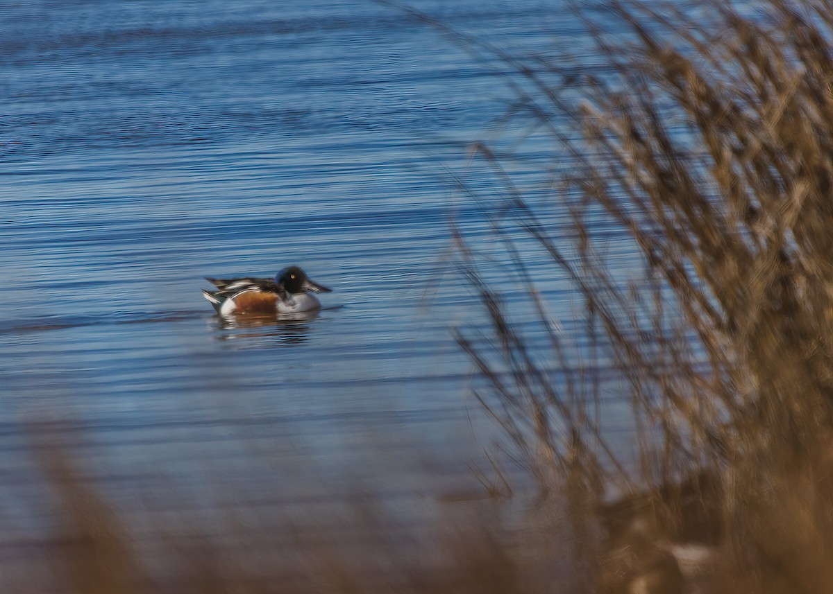 Northern Shoveler - ML624101423