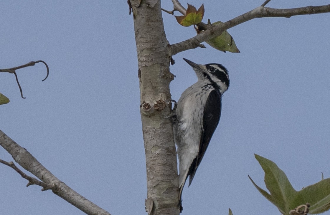 Hairy Woodpecker - ML624101425