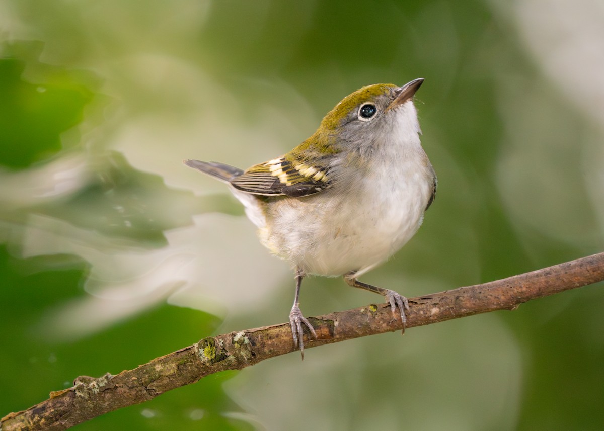 Chestnut-sided Warbler - ML624101431