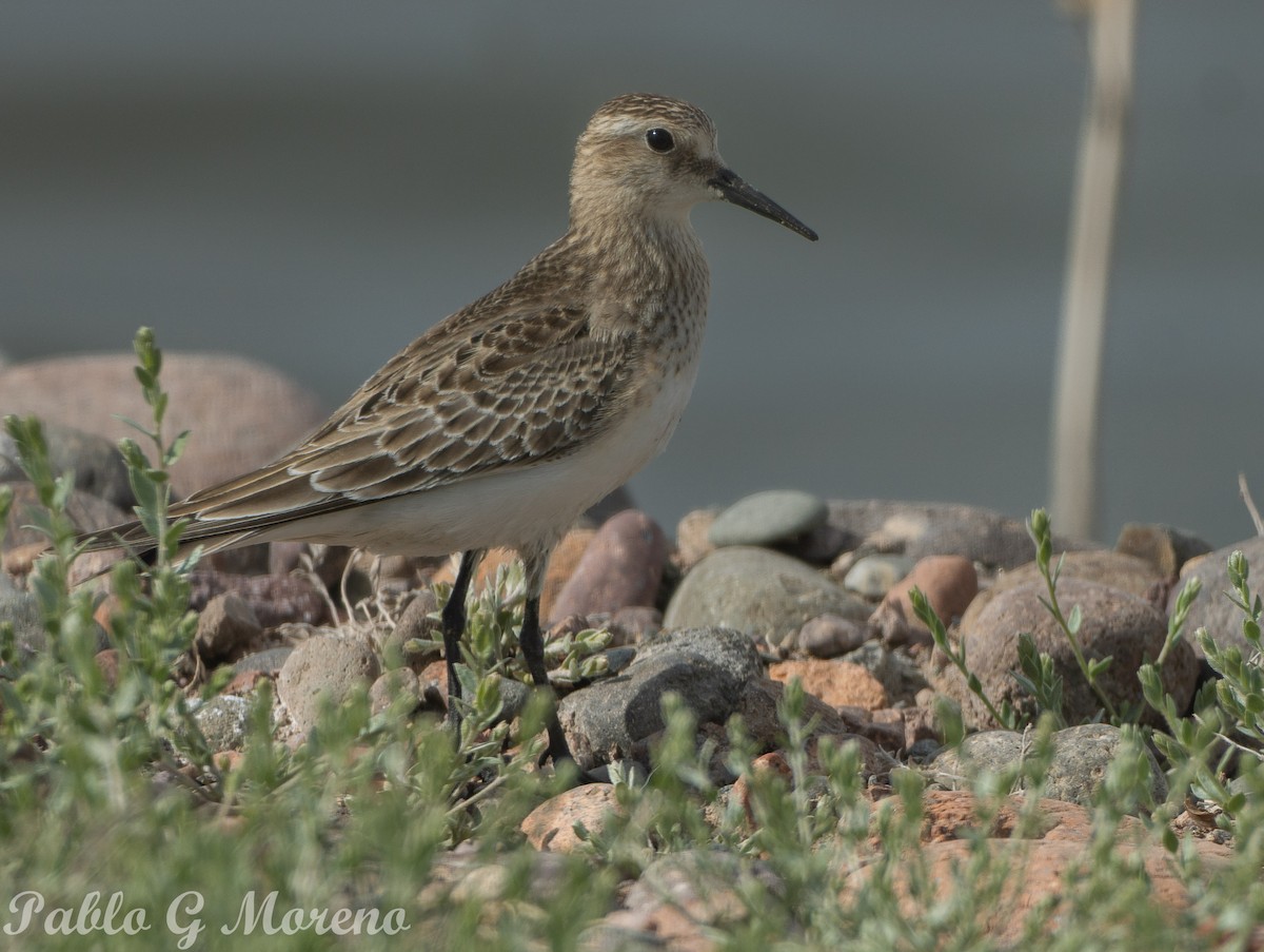 Baird's Sandpiper - ML624101432