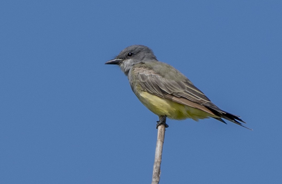 Cassin's Kingbird - ML624101434