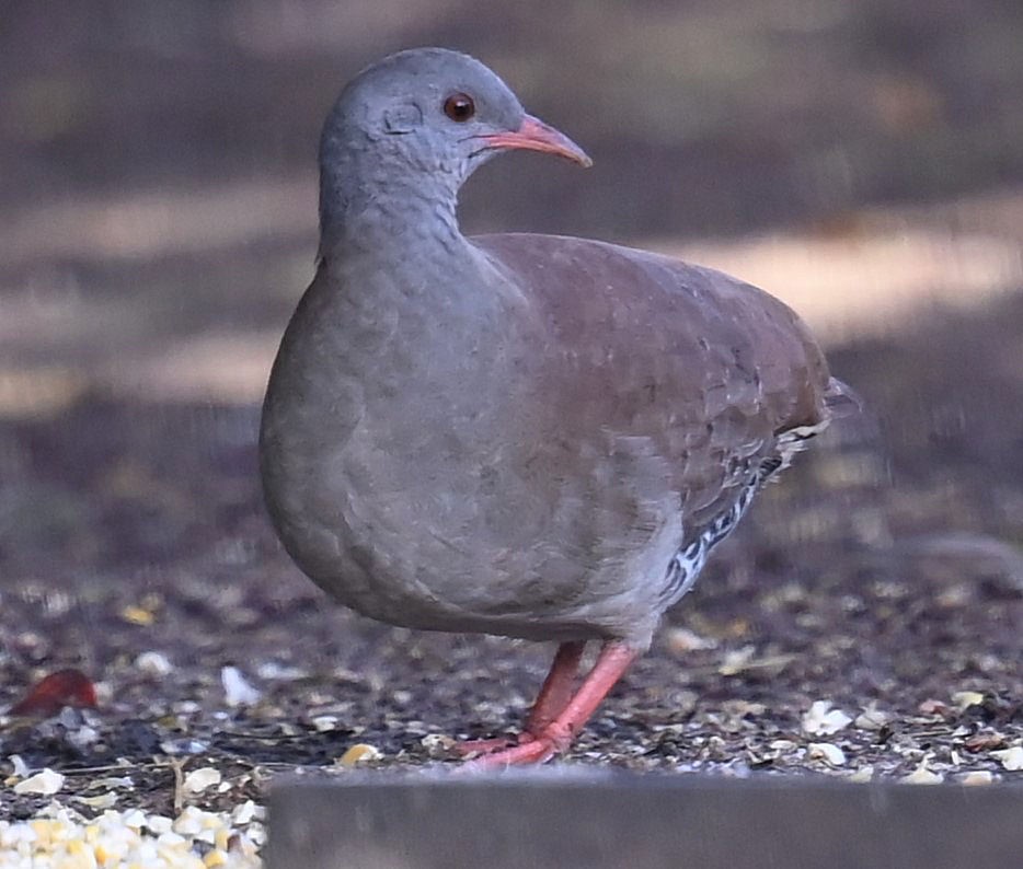 Small-billed Tinamou - Carol Thompson