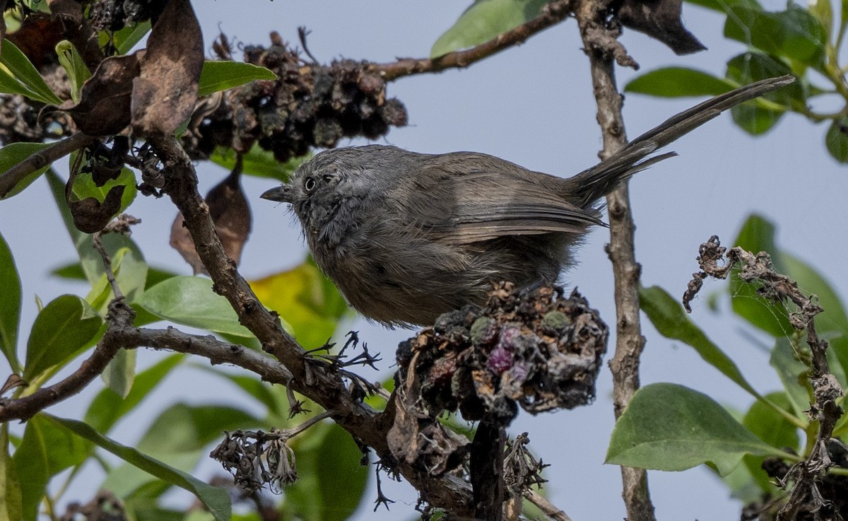 Wrentit - ML624101444