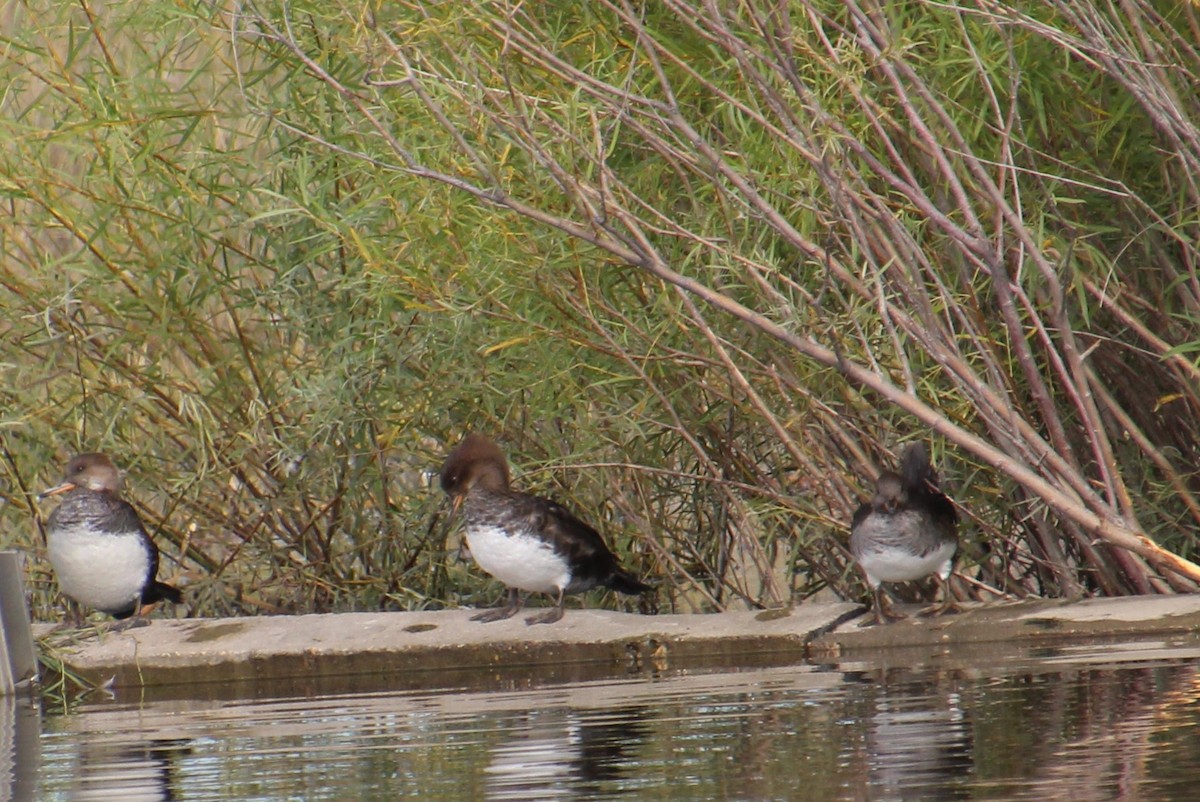 Hooded Merganser - ML624101445