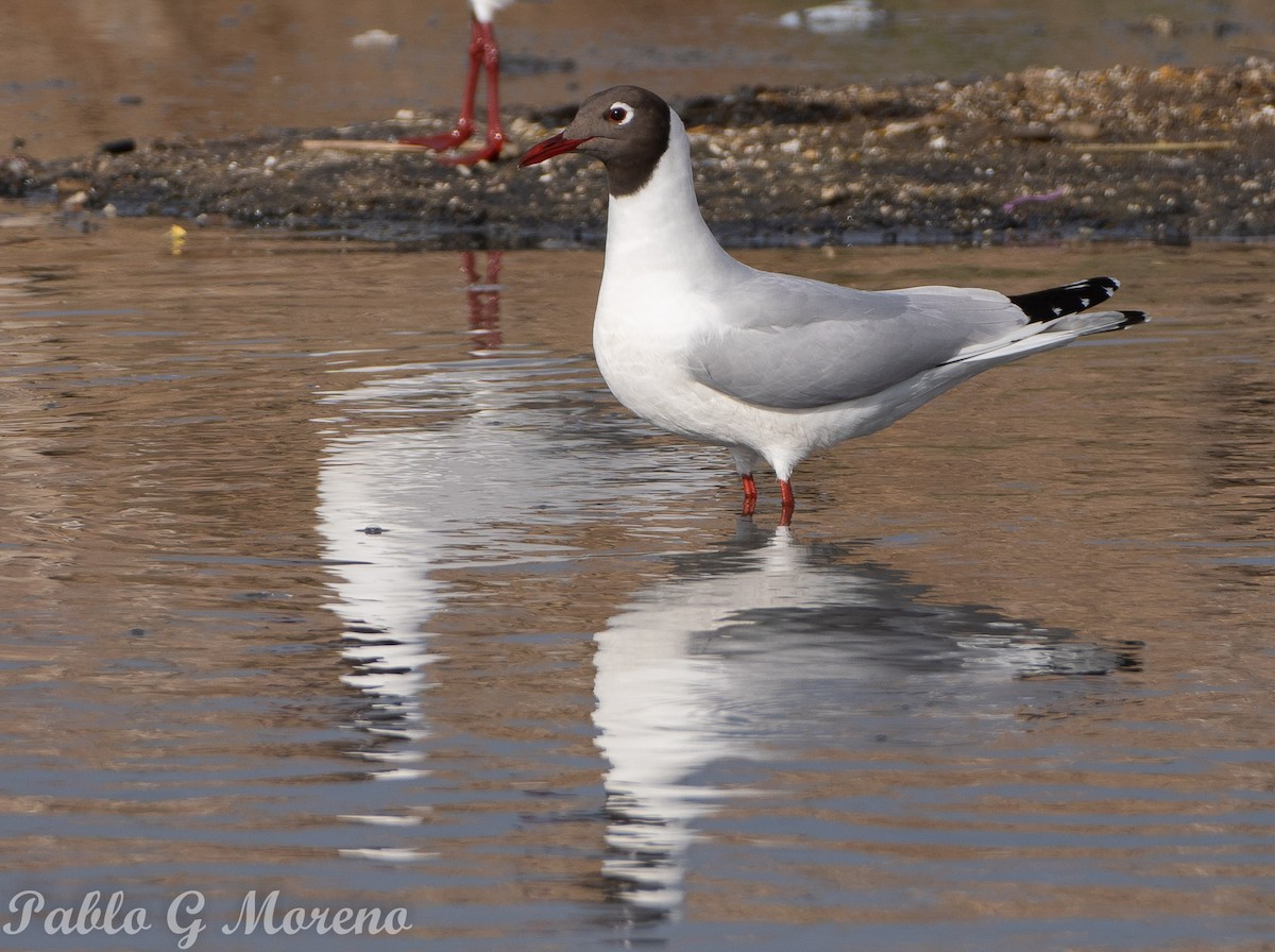 Brown-hooded Gull - ML624101447