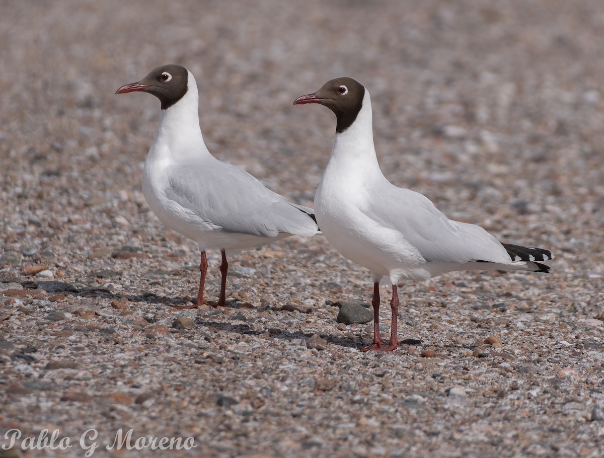 Brown-hooded Gull - ML624101448