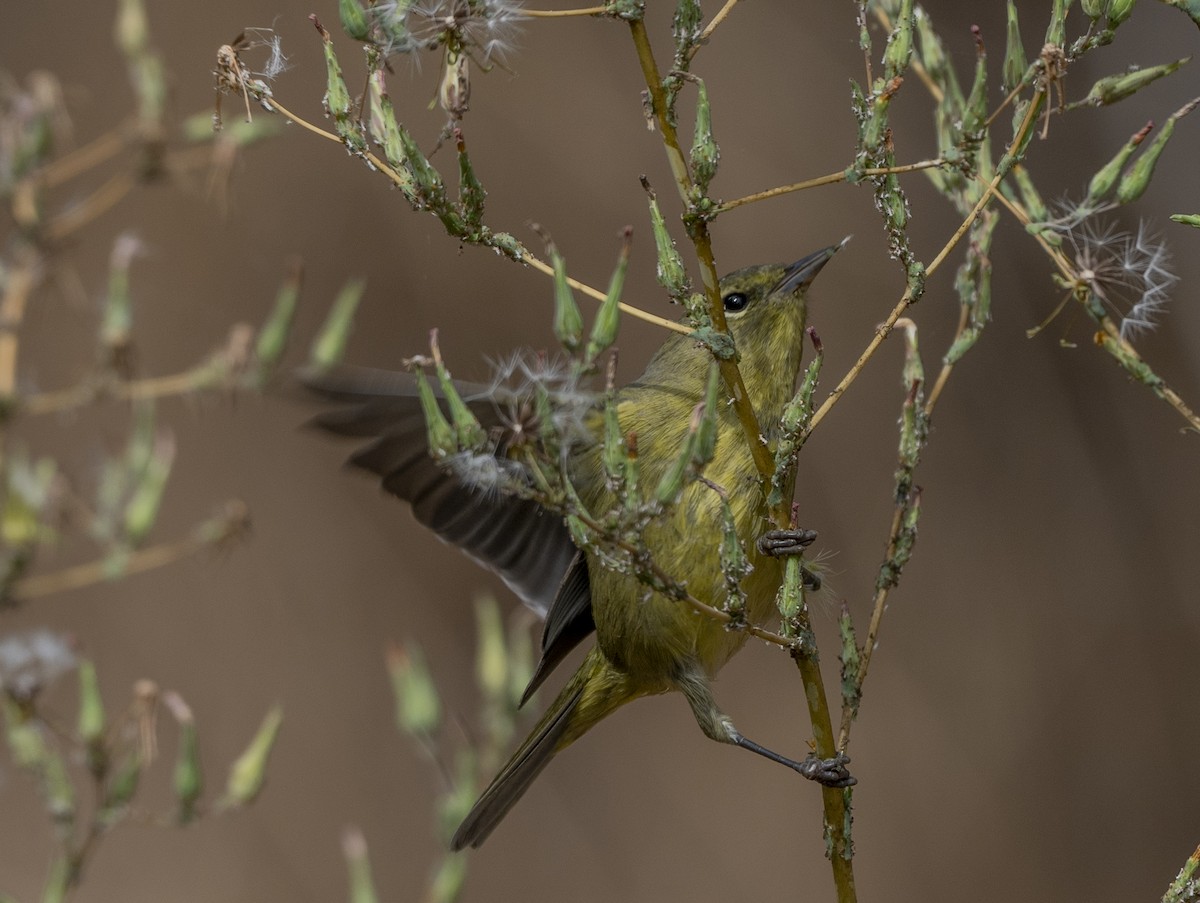 Orange-crowned Warbler - ML624101449