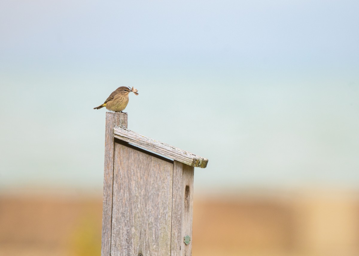 Palm Warbler - ML624101450