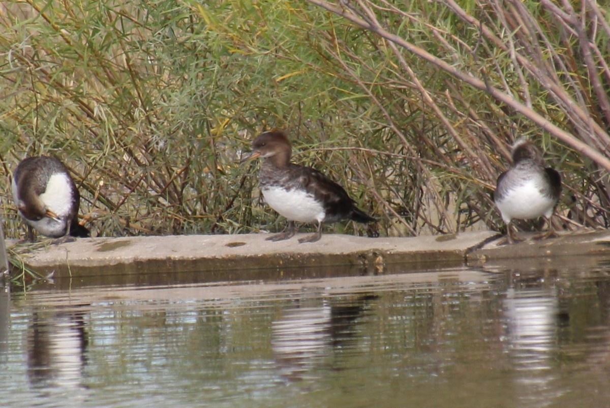 Hooded Merganser - ML624101452