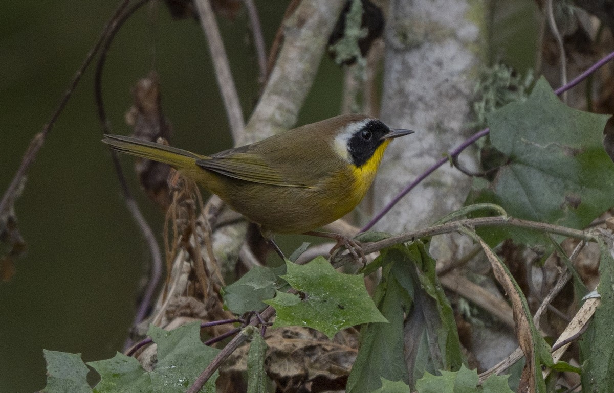 Common Yellowthroat - ML624101455