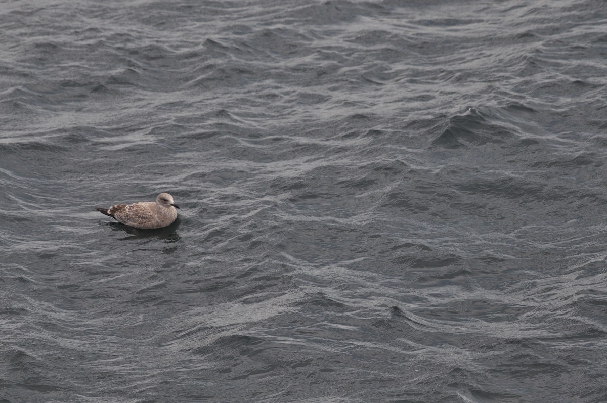 American Herring Gull - ML624101457