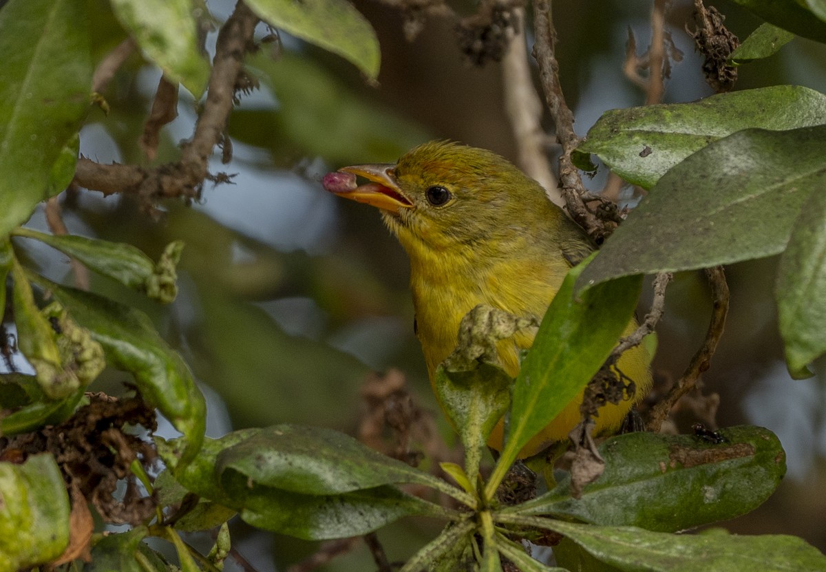 Western Tanager - ML624101460