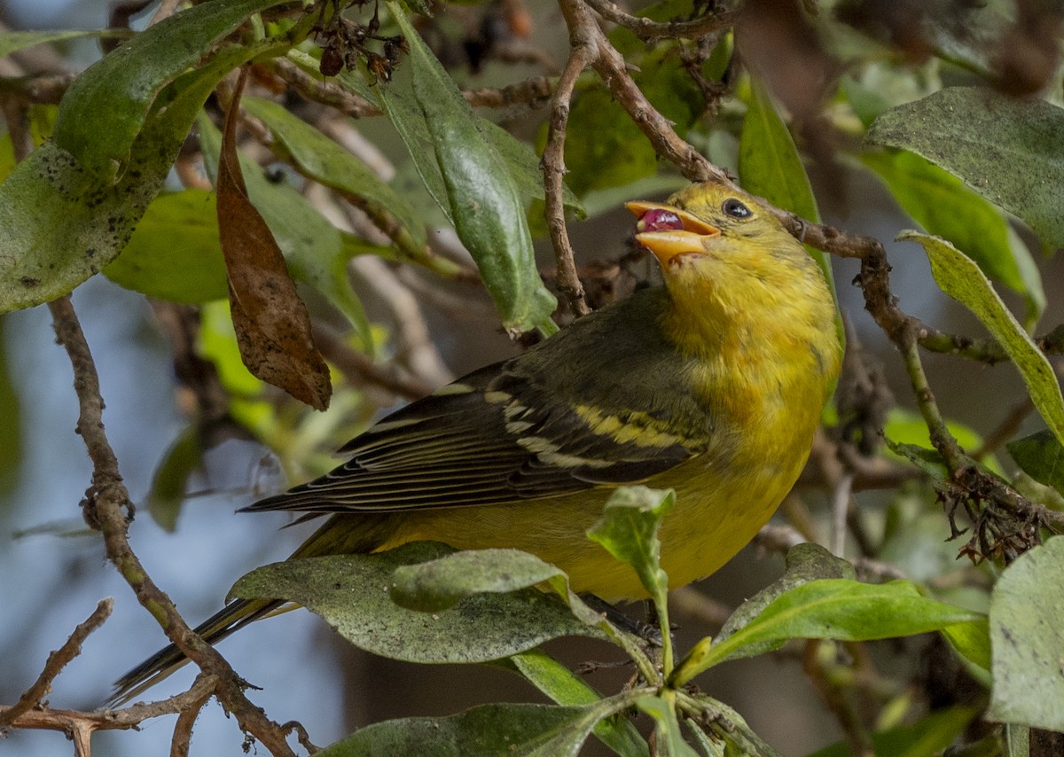 Western Tanager - Steve Hovey