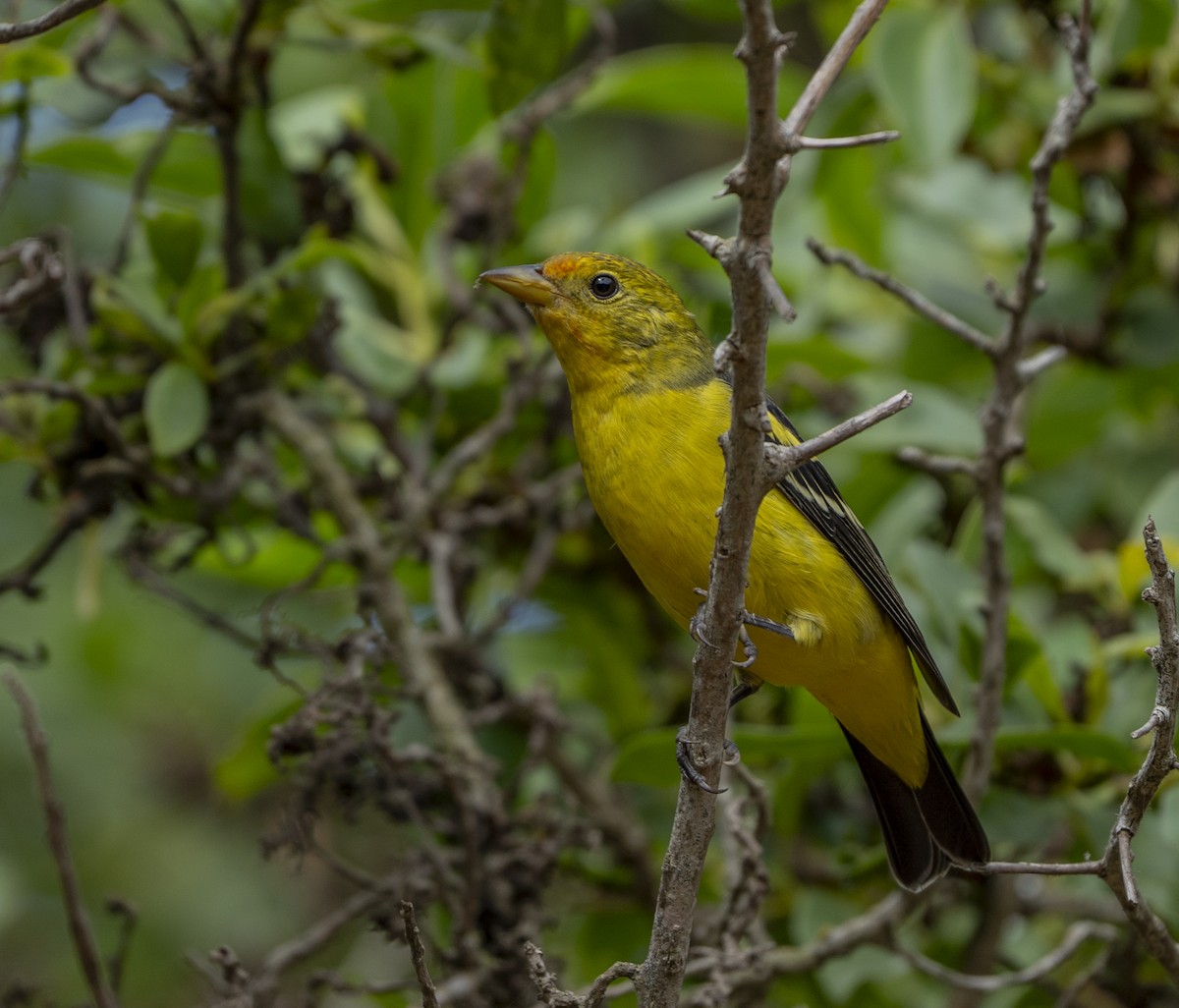 Western Tanager - ML624101462