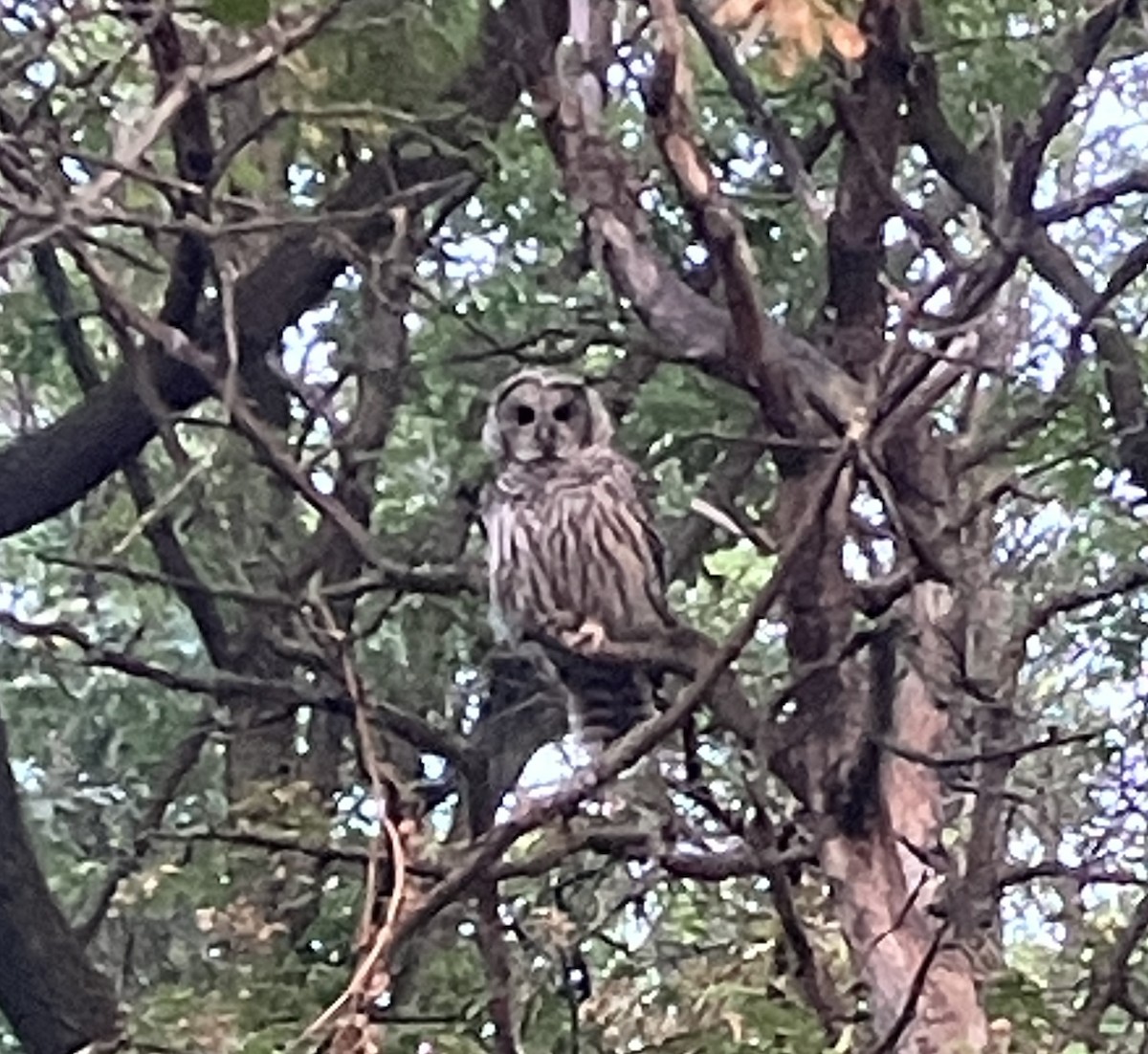 Barred Owl - ML624101469