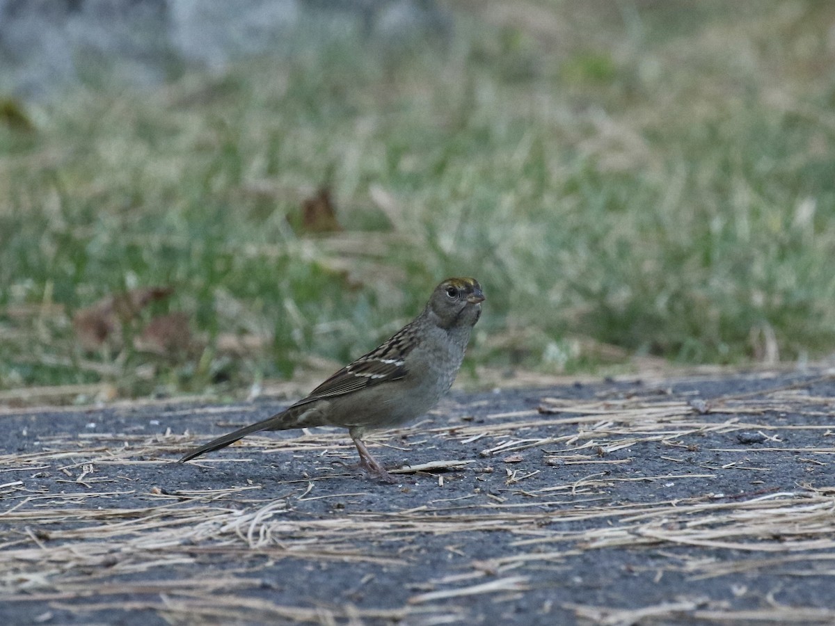 Golden-crowned Sparrow - ML624101473