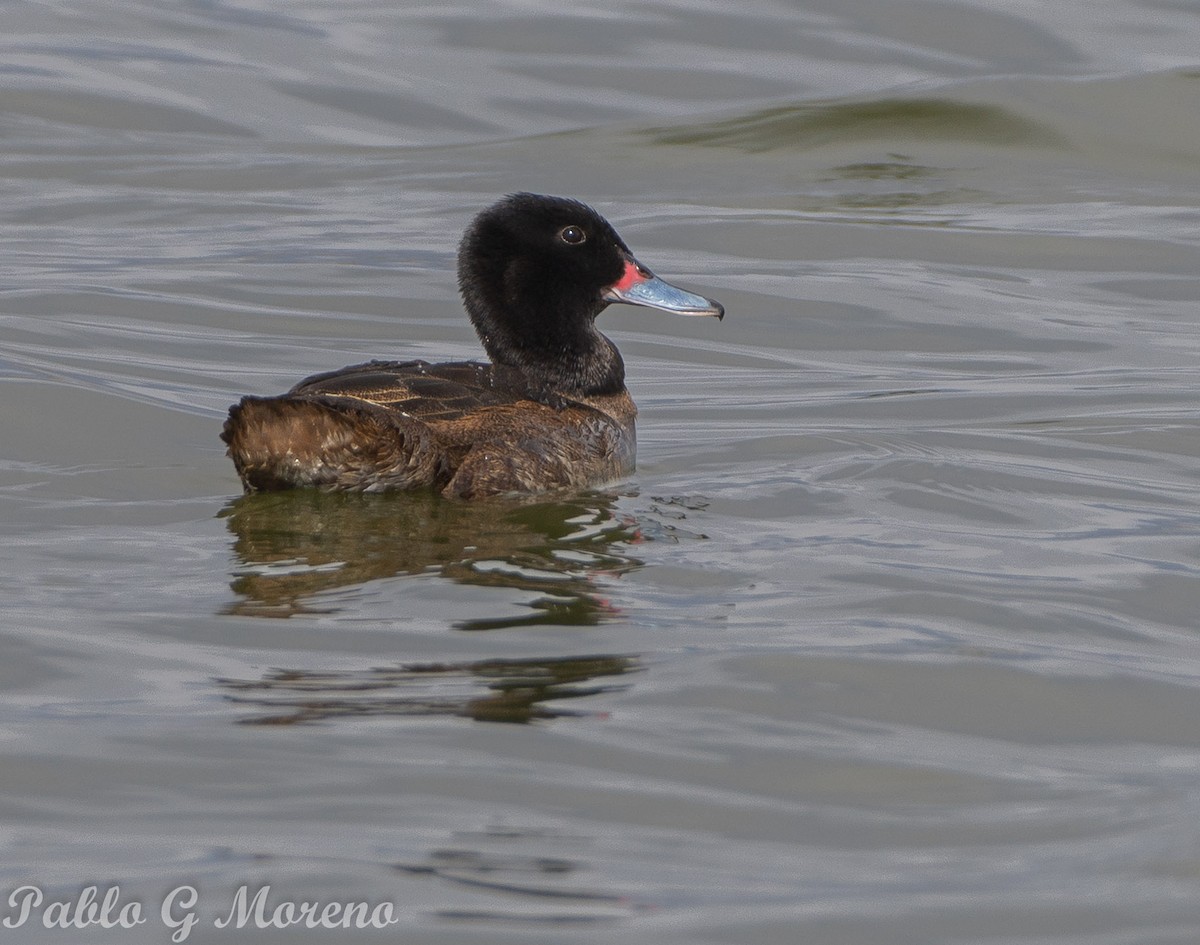 Black-headed Duck - ML624101475