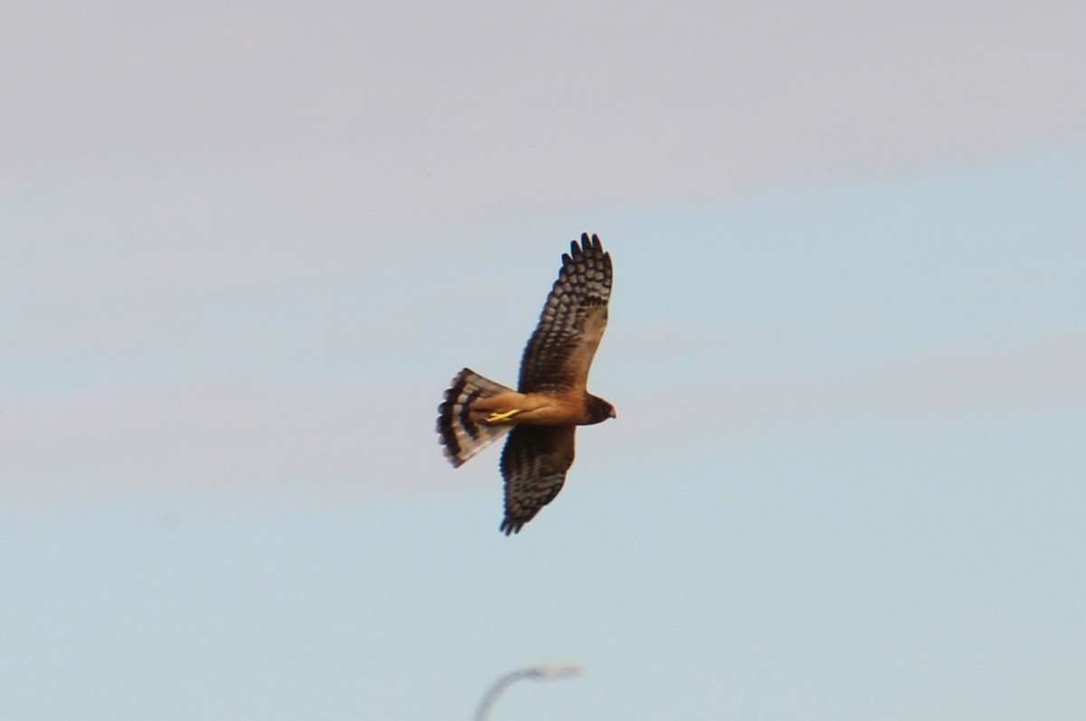 Northern Harrier - ML624101484