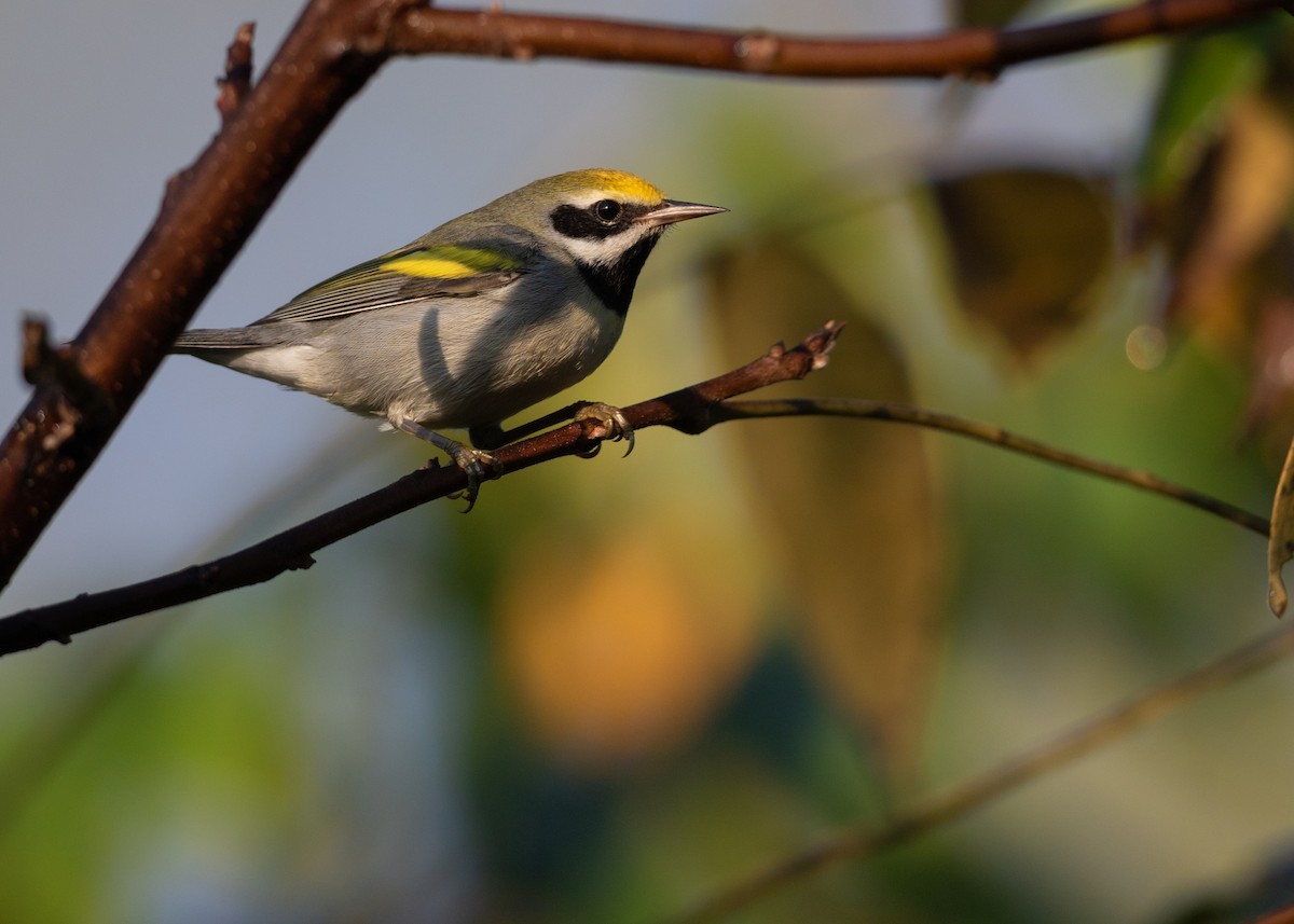 Golden-winged Warbler - ML624101487