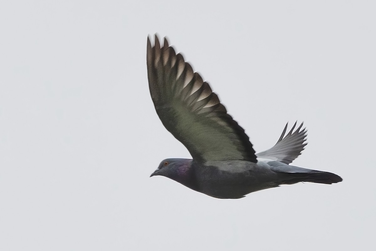 Rock Pigeon (Feral Pigeon) - ML624101492