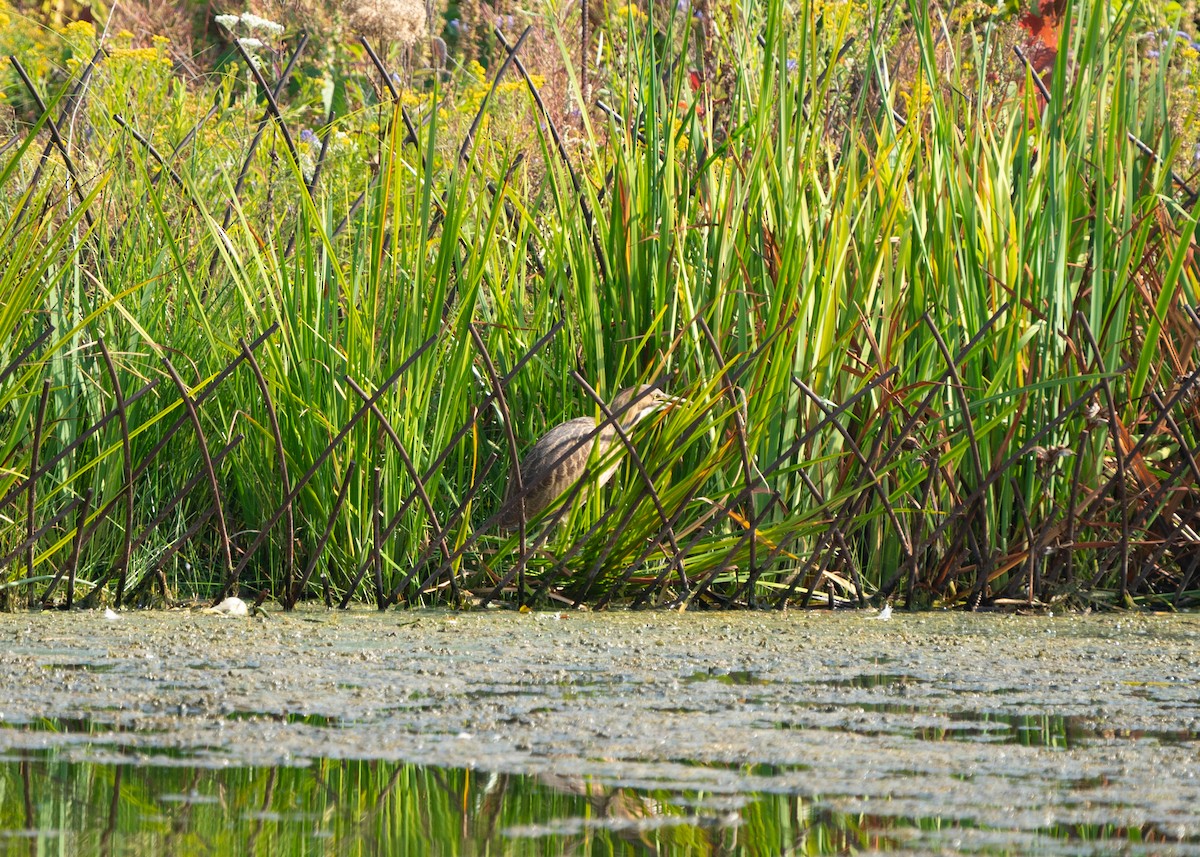 American Bittern - ML624101493