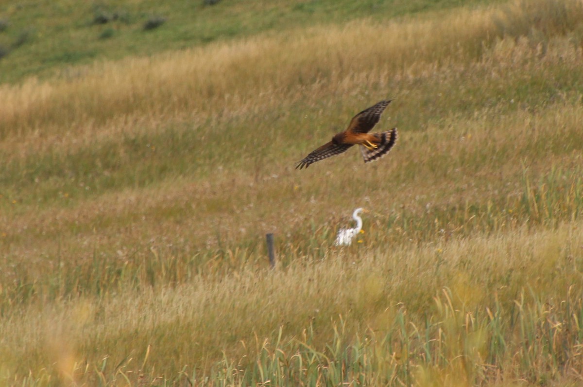 Northern Harrier - ML624101497