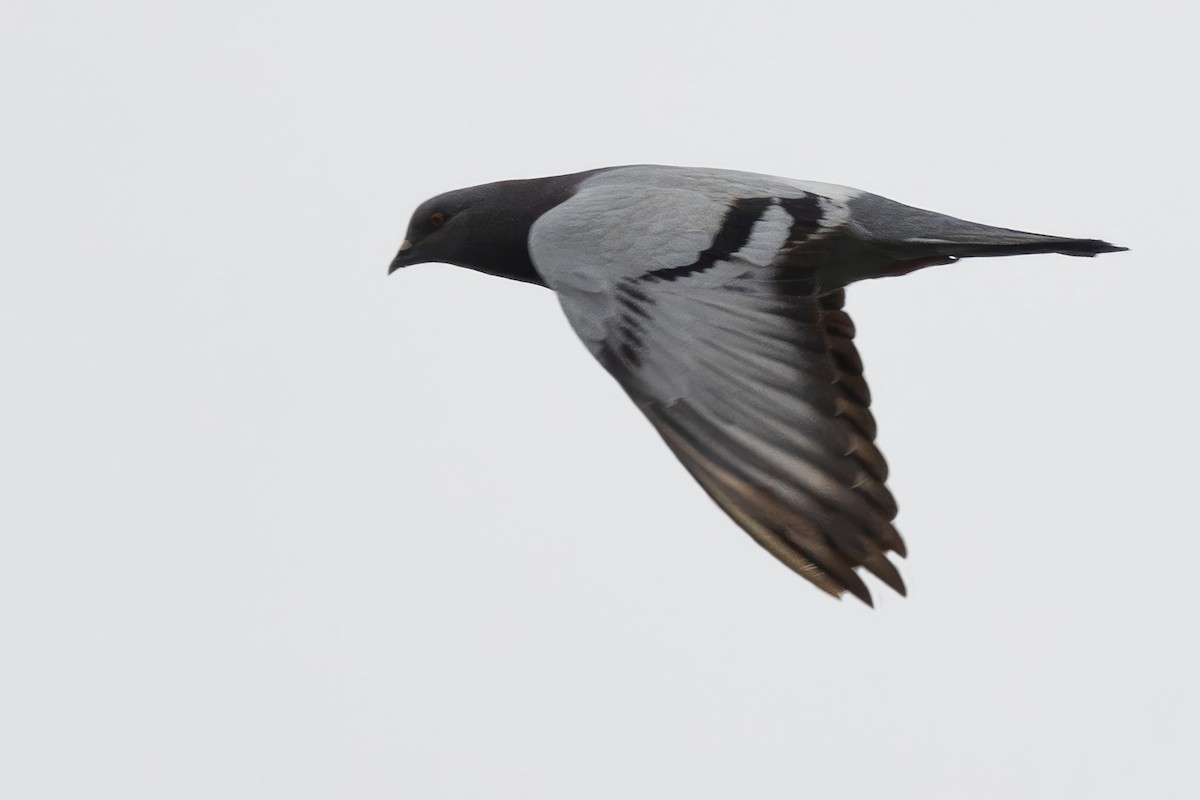 Rock Pigeon (Feral Pigeon) - Michael Bowen