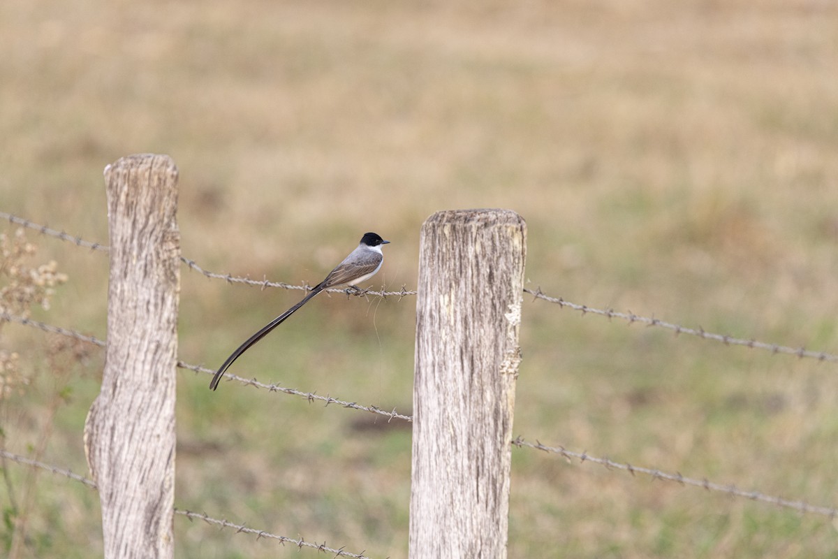 Streamer-tailed Tyrant - ML624101507