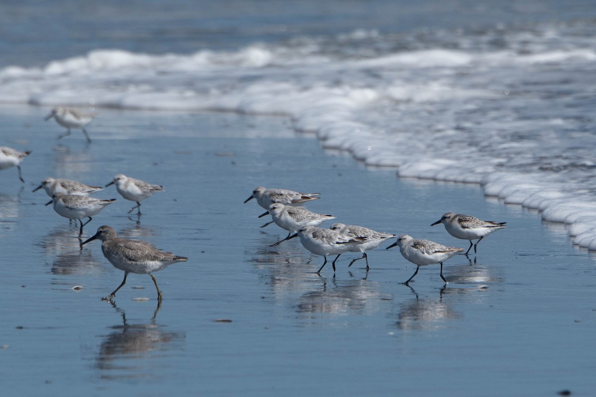 Sanderling - Andrea Heine