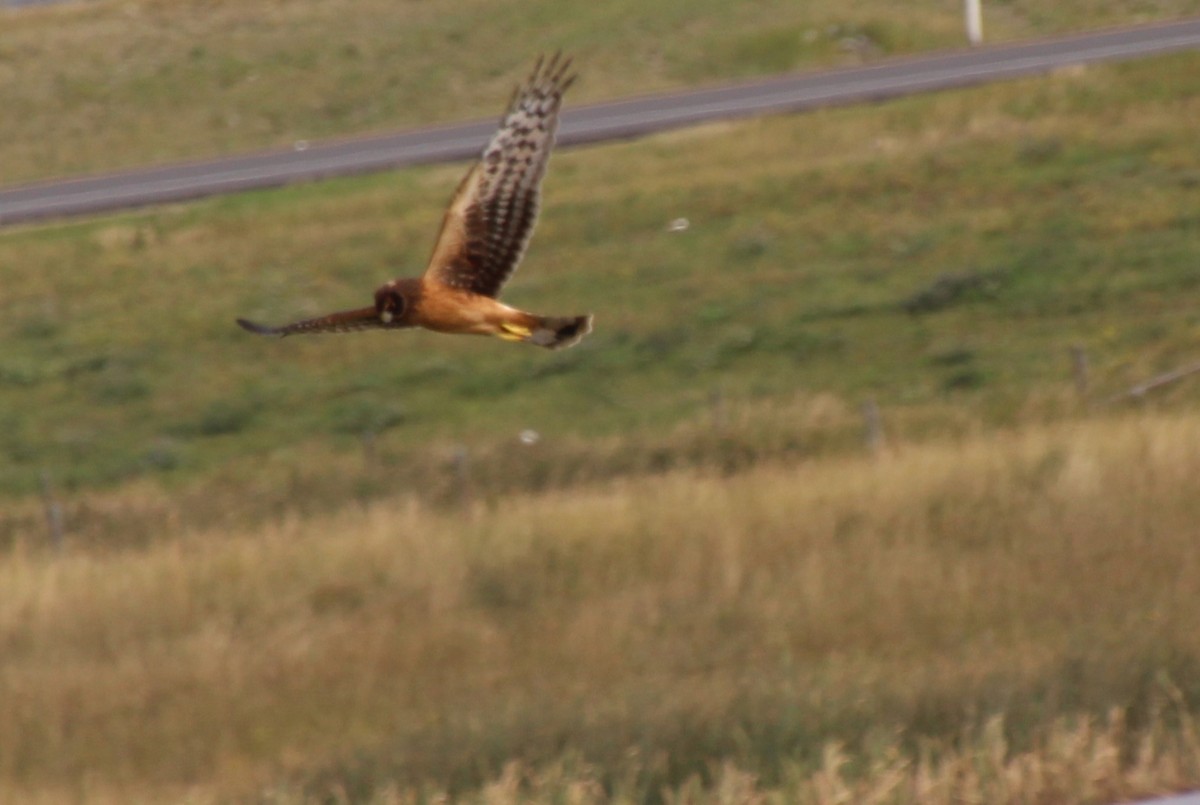 Northern Harrier - ML624101513