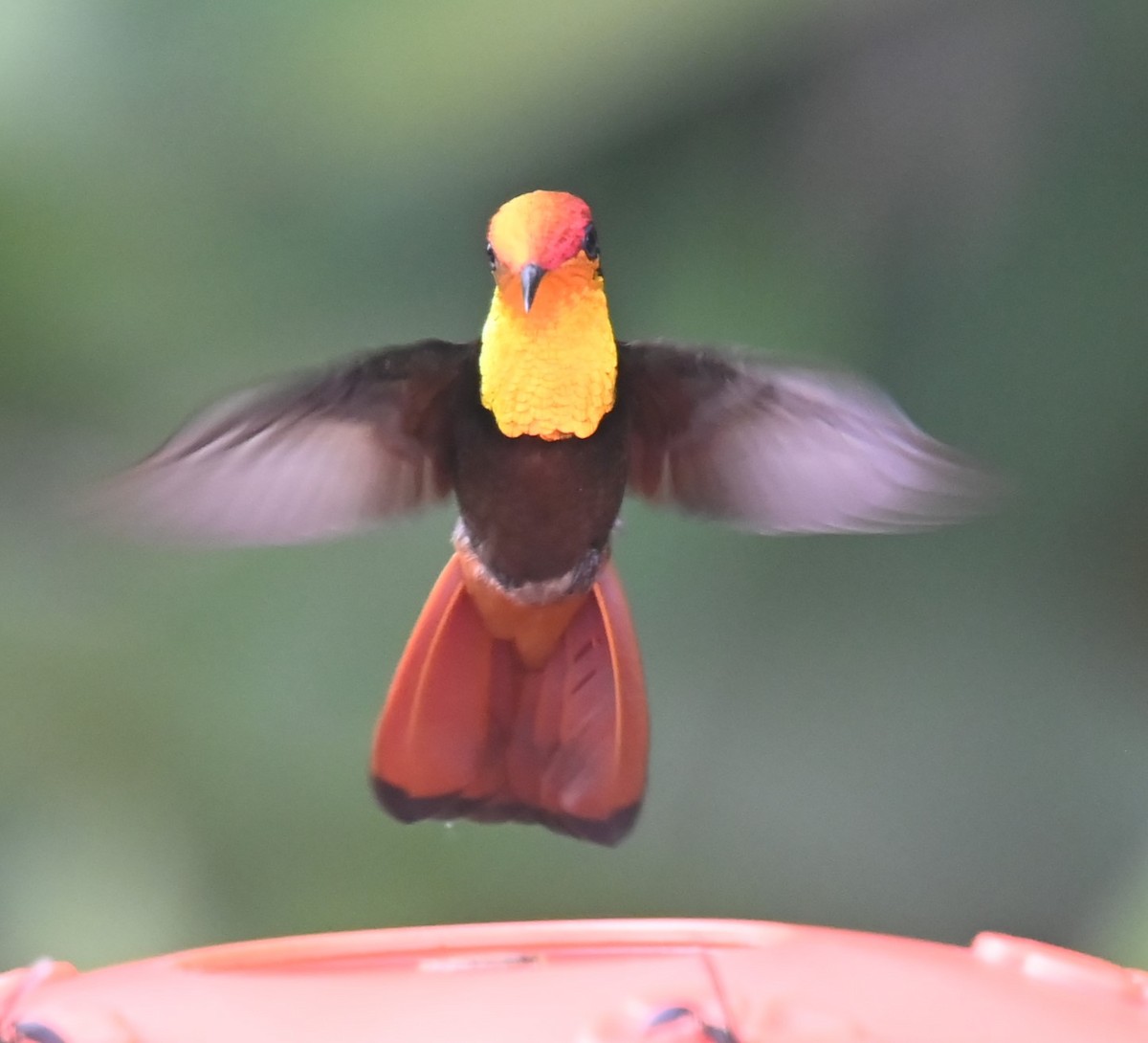 Ruby-topaz Hummingbird - ML624101514