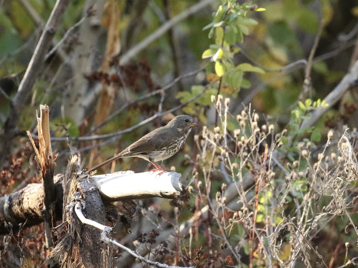 Fox Sparrow (Slate-colored) - ML624101517