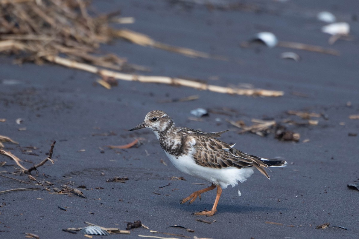 Ruddy Turnstone - ML624101524