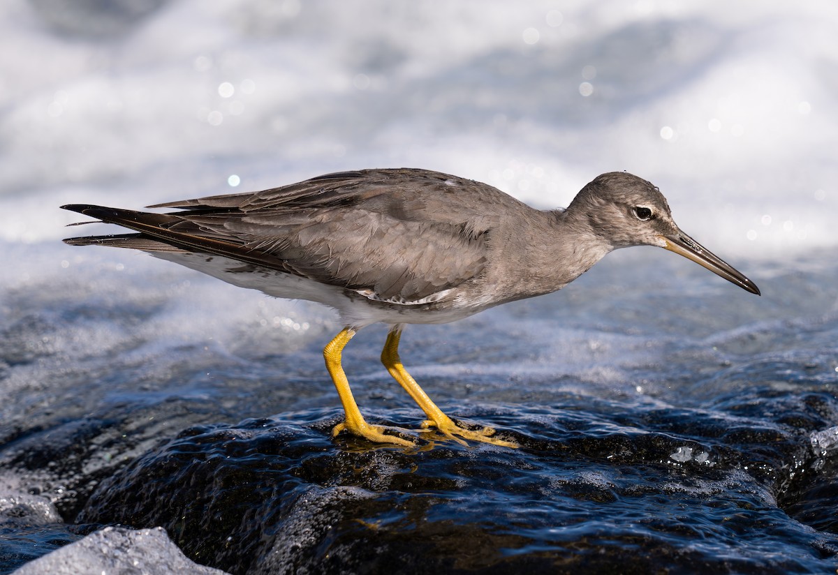 Wandering Tattler - ML624101532