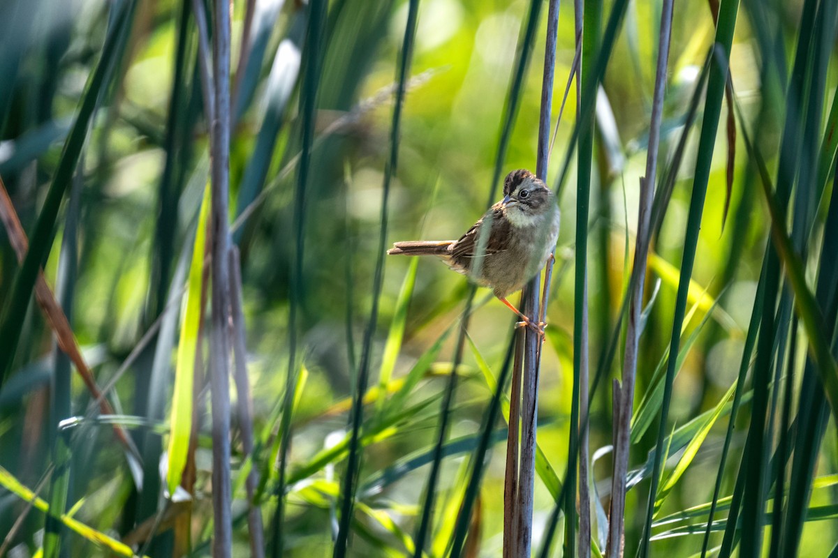 Swamp Sparrow - ML624101541