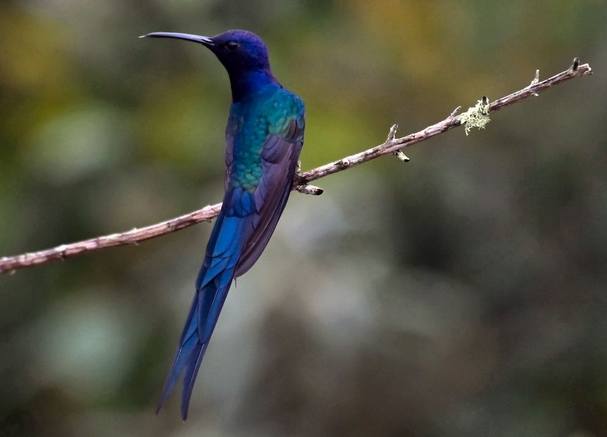 Colibrí Golondrina - ML624101565