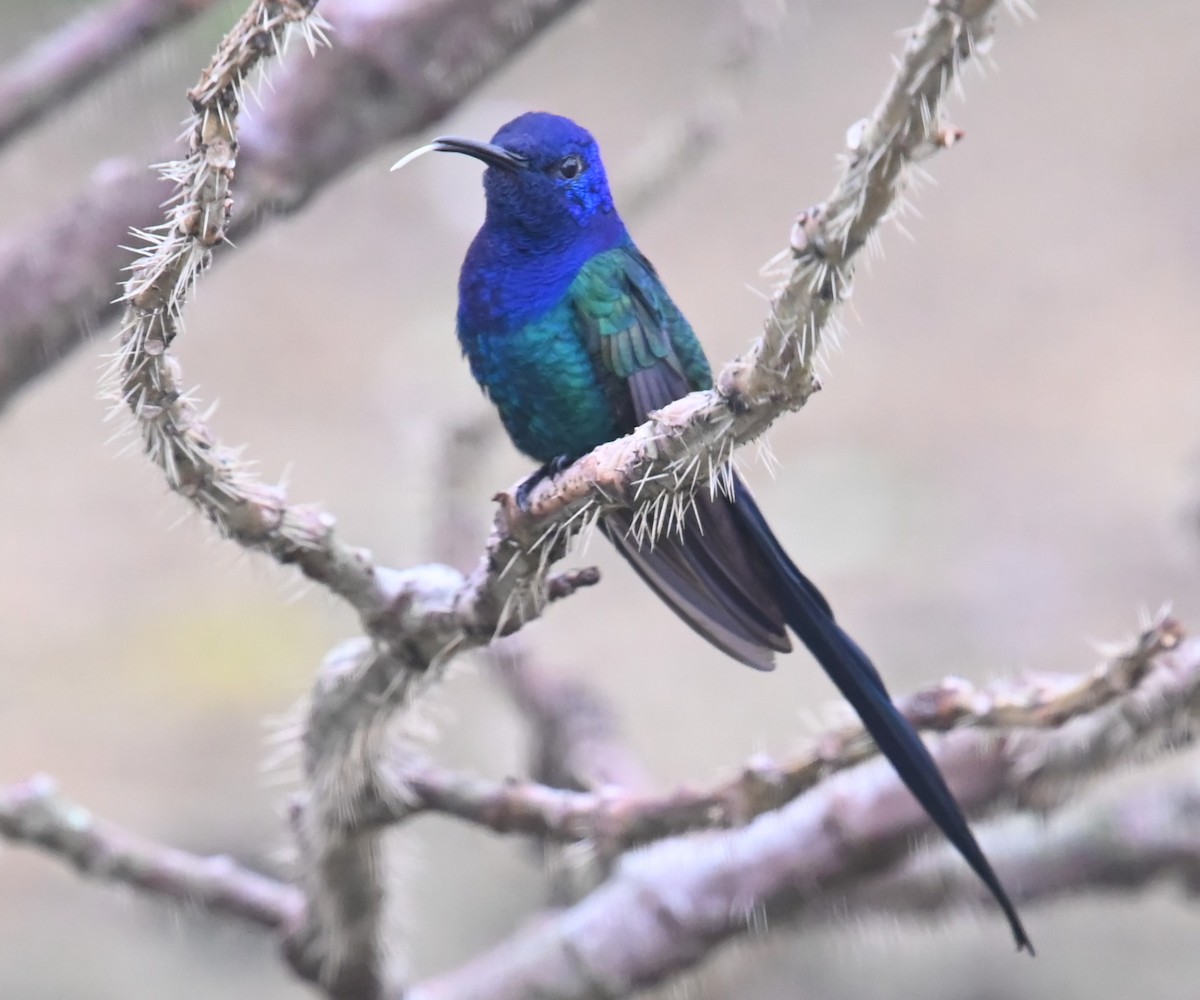 Colibrí Golondrina - ML624101566