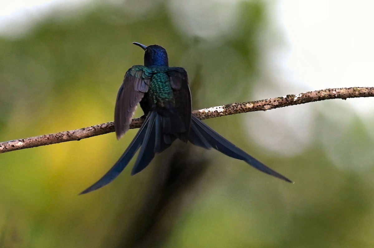 Colibrí Golondrina - ML624101567