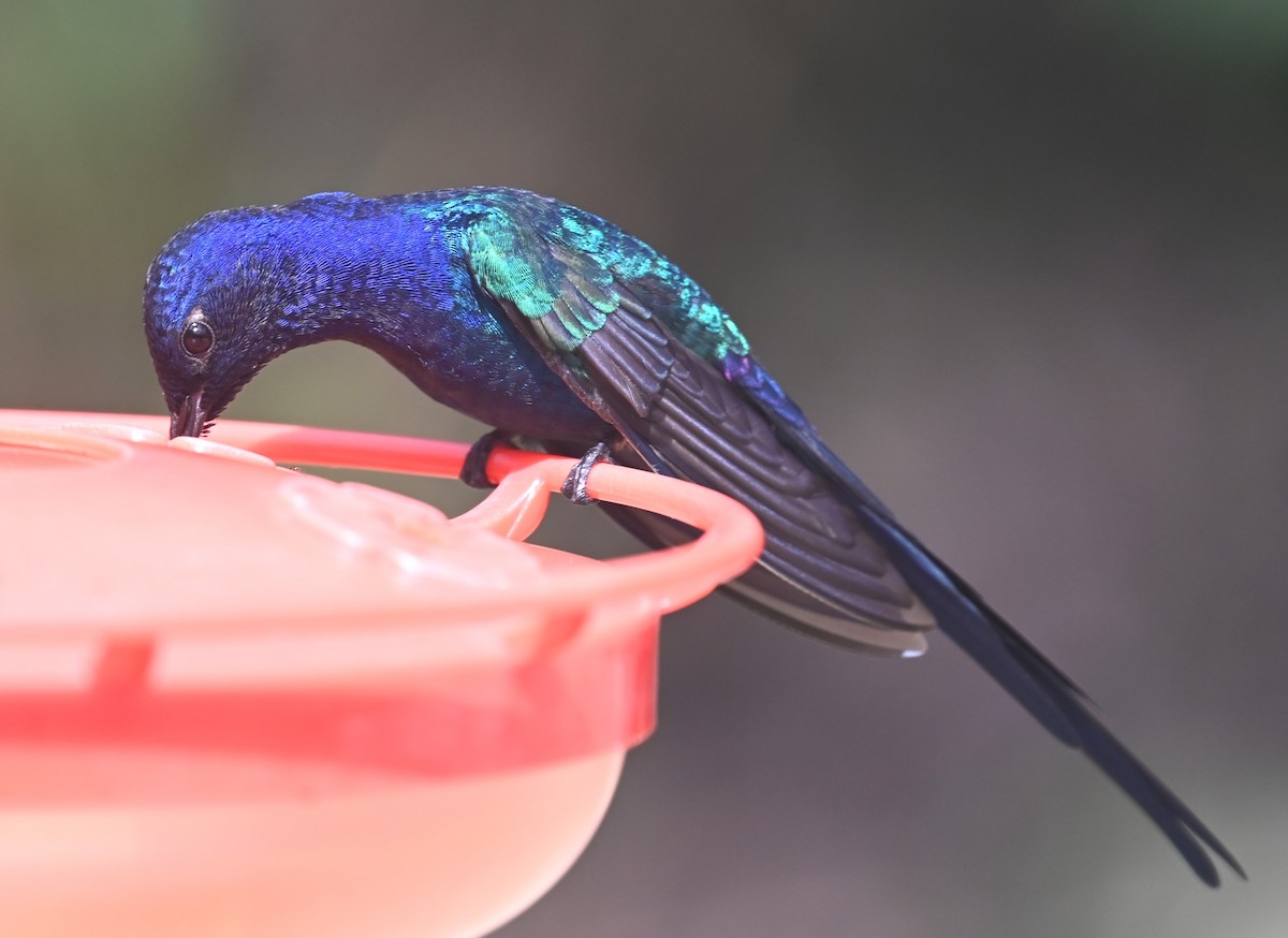 Colibrí Golondrina - ML624101568