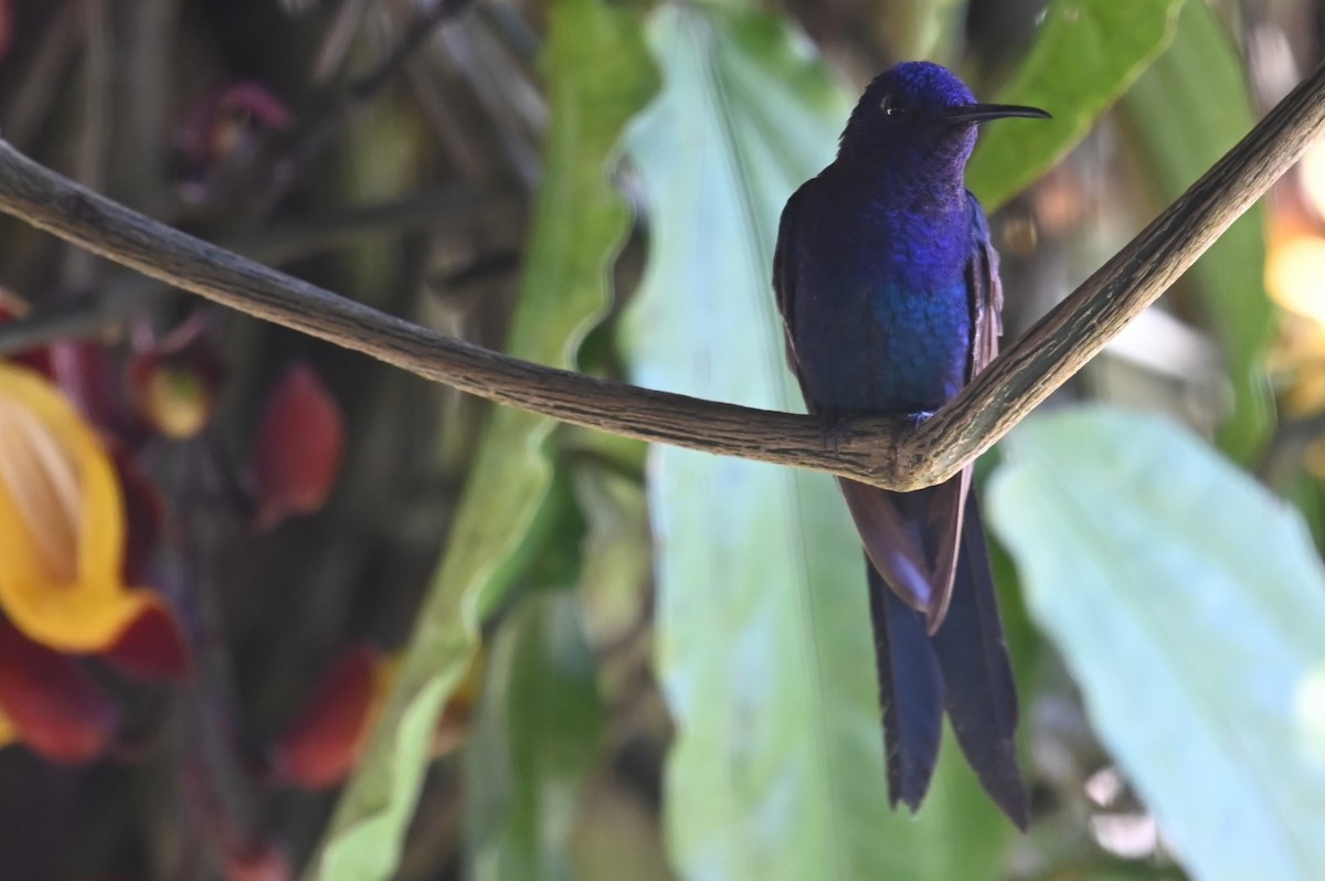 Colibrí Golondrina - ML624101569