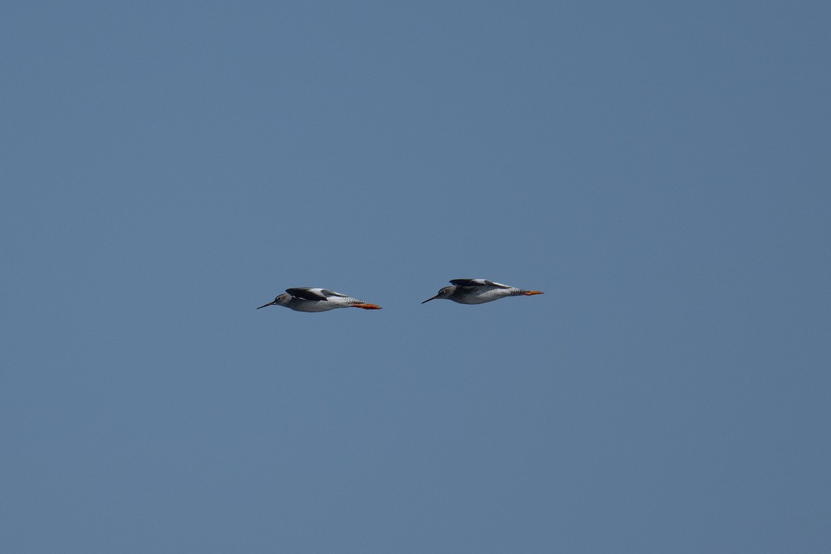 Common Redshank - ML624101597