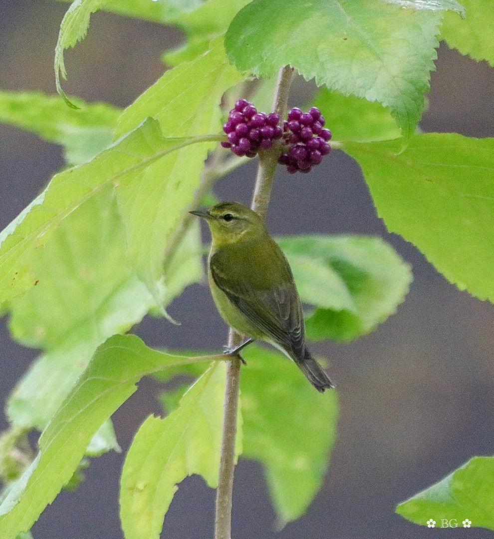 Tennessee Warbler - ML624101613