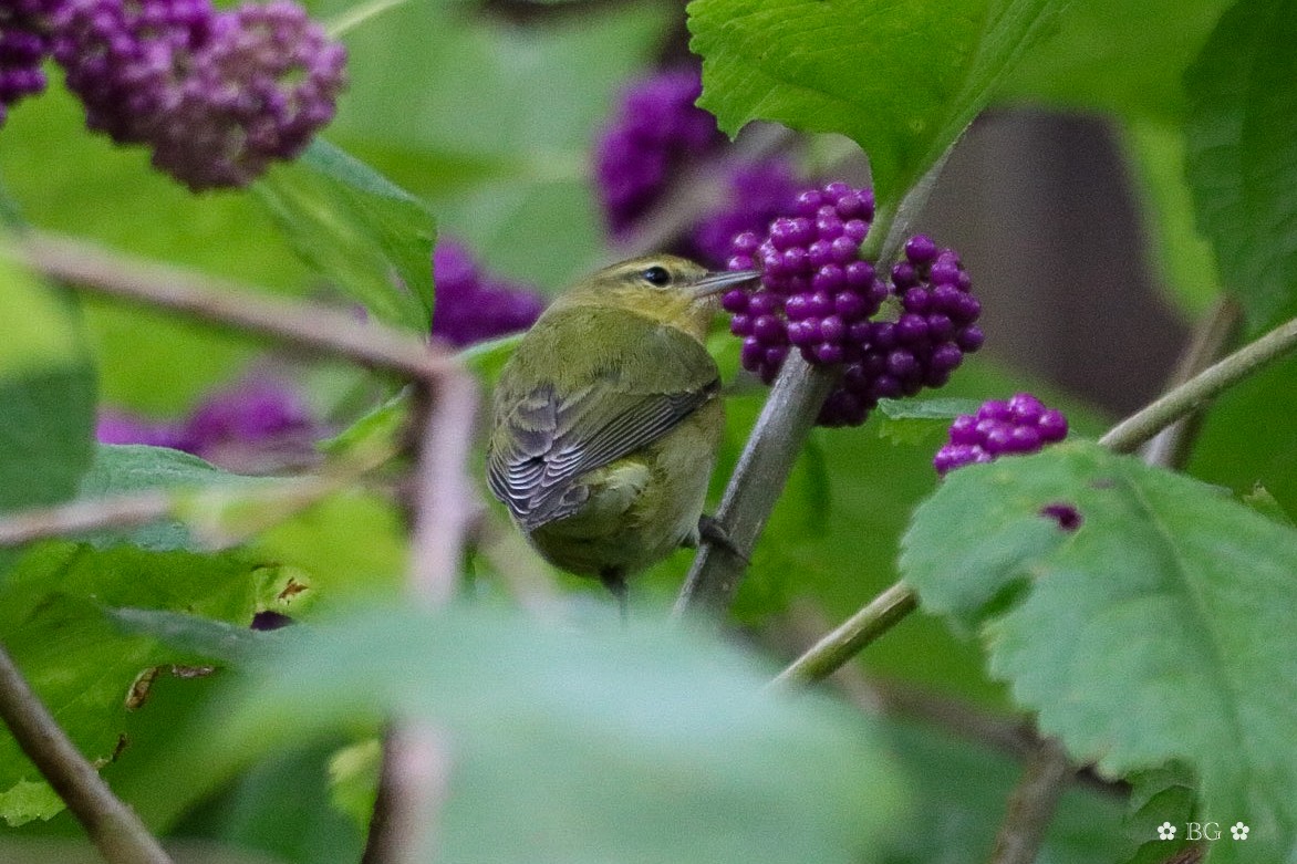 Tennessee Warbler - ML624101614