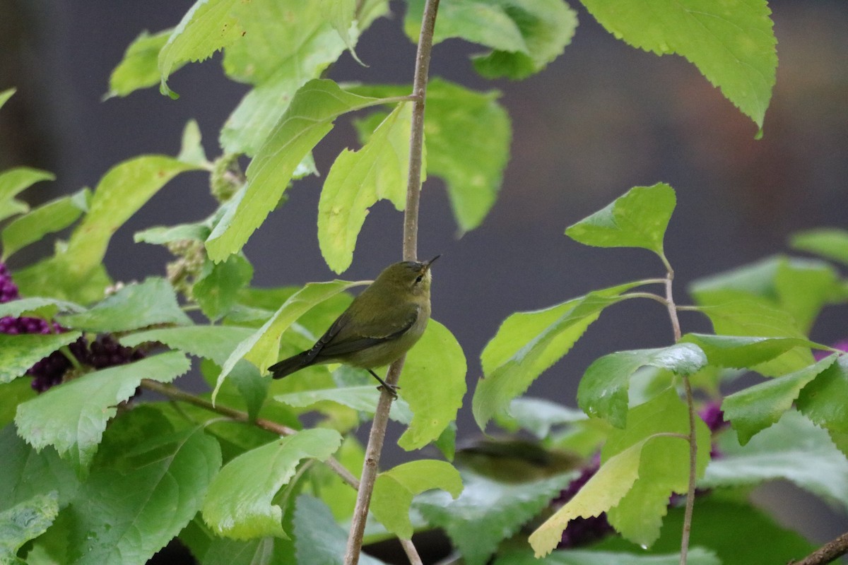 Tennessee Warbler - ML624101615