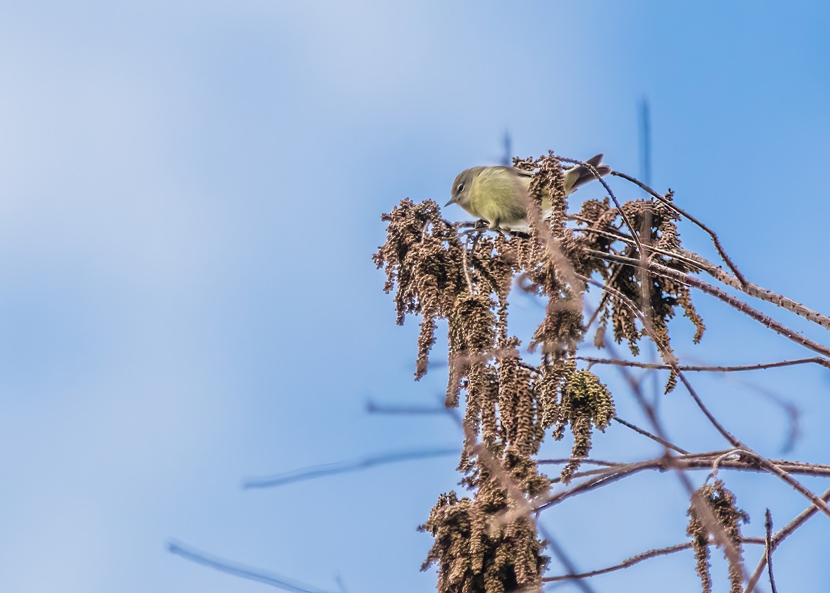 Orange-crowned Warbler - ML624101623