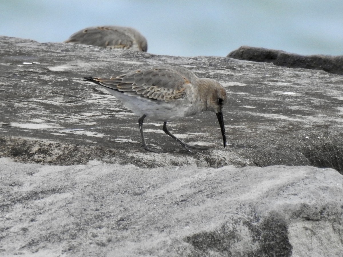 Dunlin - ML624101627