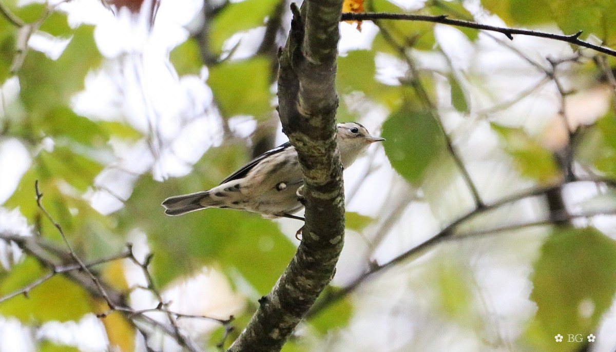 Black-and-white Warbler - ML624101628