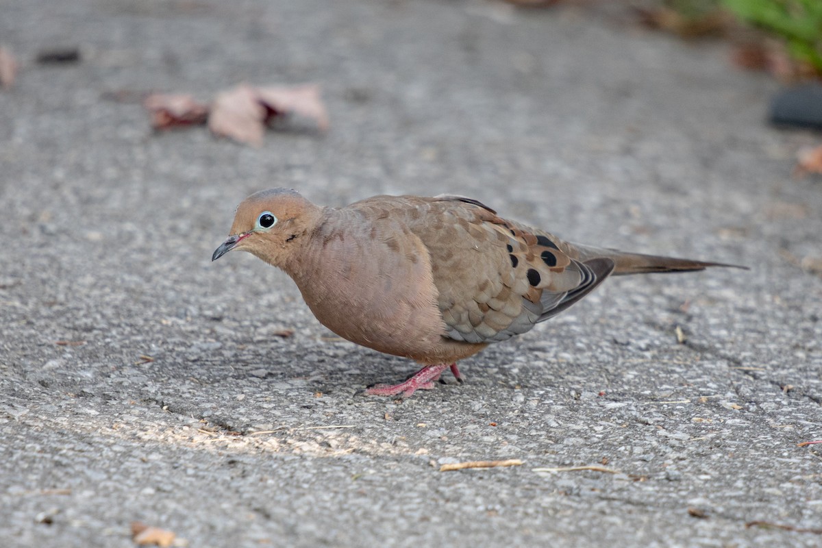 Mourning Dove - ML624101636