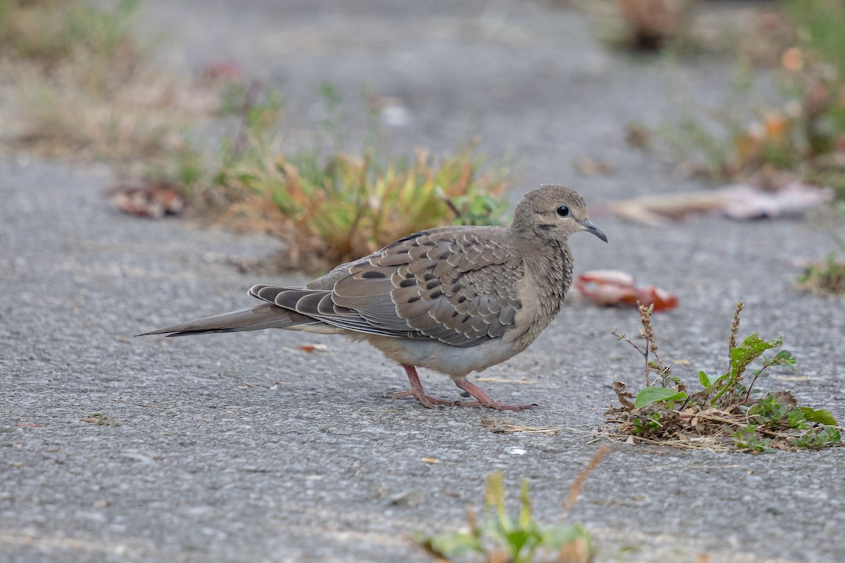 Mourning Dove - ML624101637