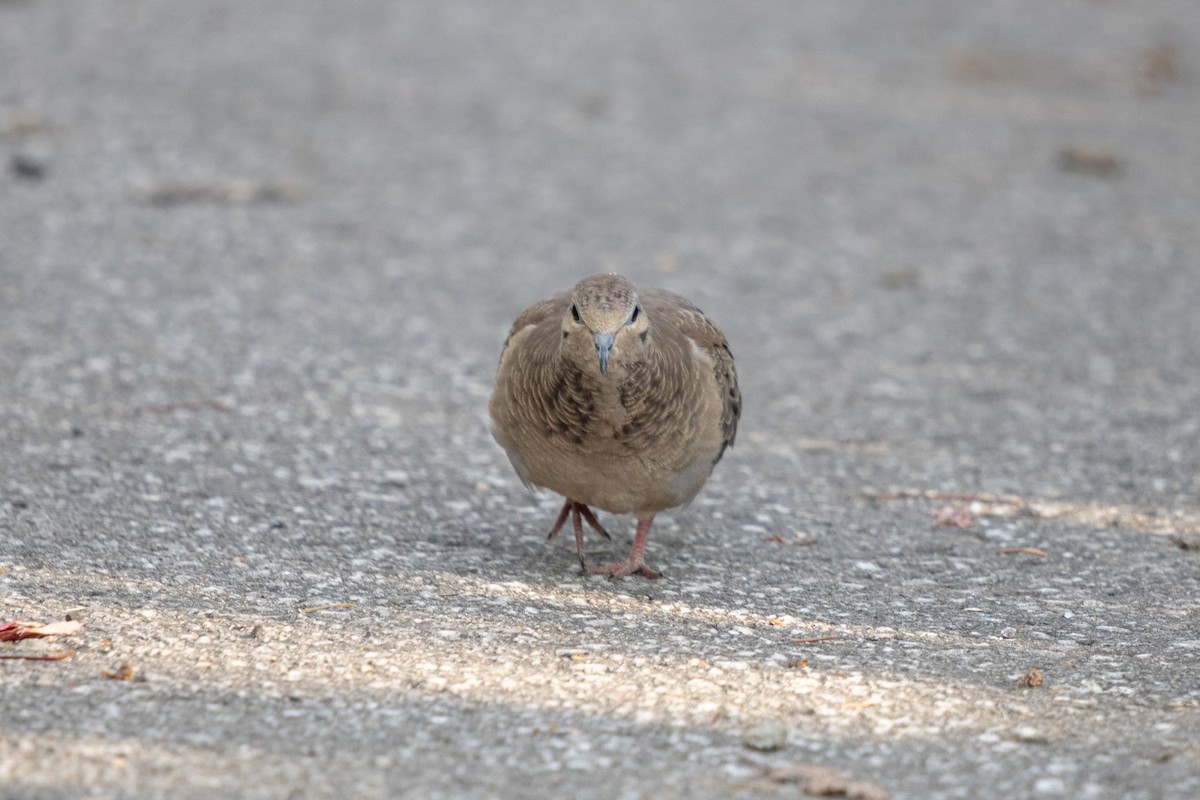 Mourning Dove - ML624101638